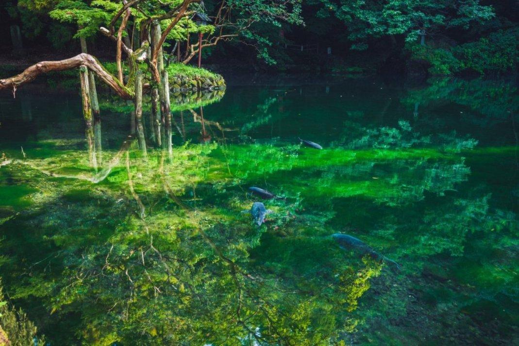 逃离橡子树种植地